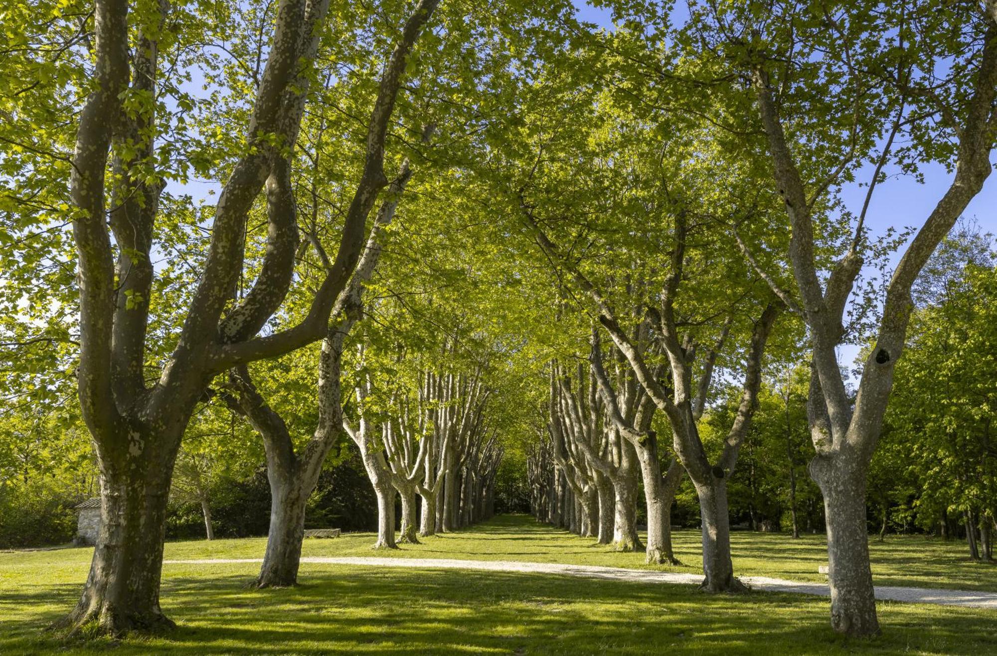 Chateau Les Oliviers De Salettes Charols Bagian luar foto